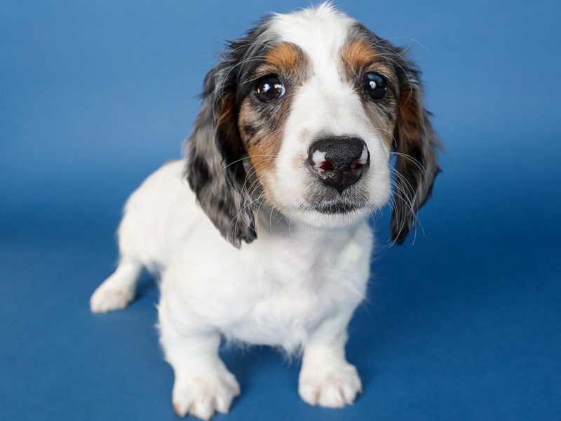 [#13687] Blue Piebald Male Dachshund Puppies For Sale