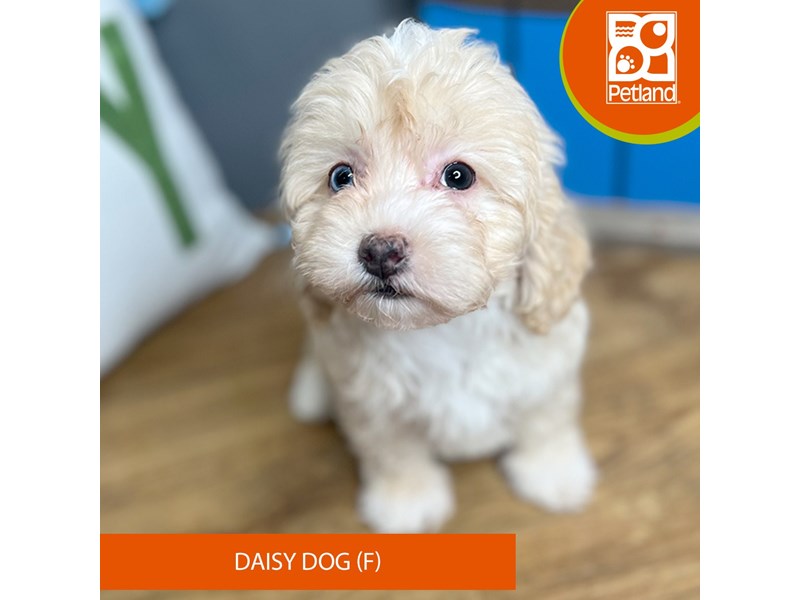 Daisy Dog - 16658 Image #2