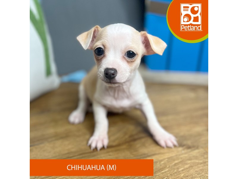 Chihuahua - 16647 Image #2
