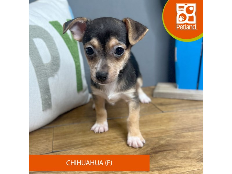 Chihuahua - 16646 Image #2