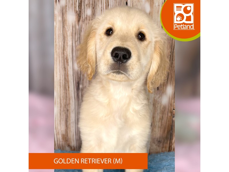 Golden Retriever - 8953 Image #2