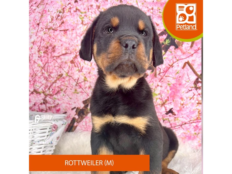 Rottweiler - 2267 Image #2