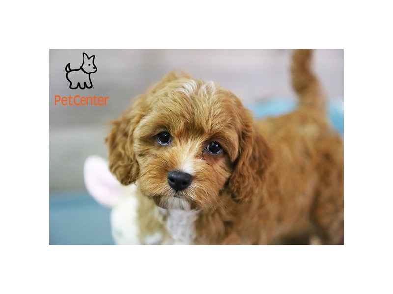 [#34518] Mary - red and white Female Cavapoo Puppies For Sale