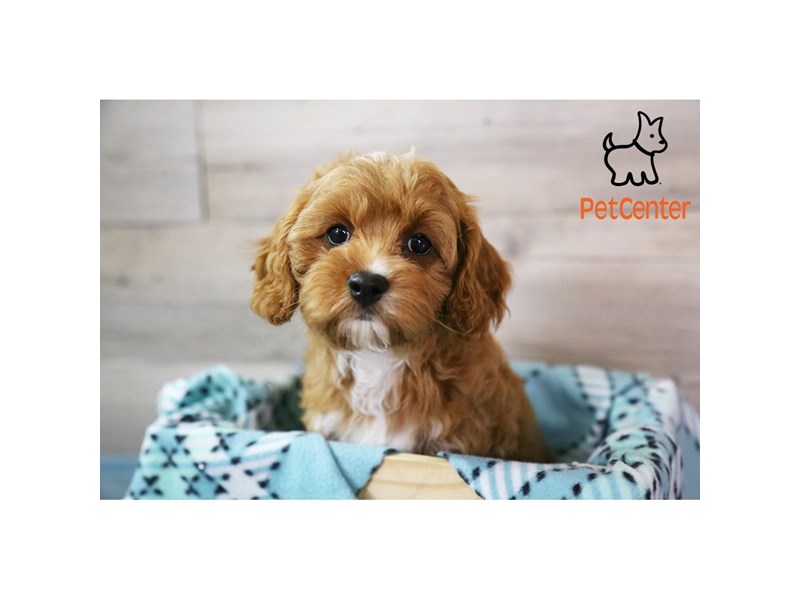 [#34518] Mary - red and white Female Cavapoo Puppies For Sale