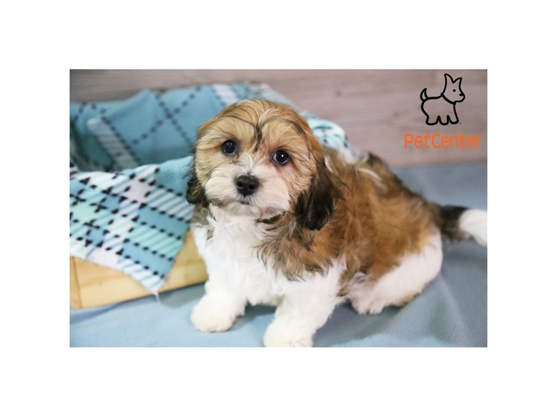 [#34530] Frankie - brown and white Male Teddy Bear Puppies For Sale