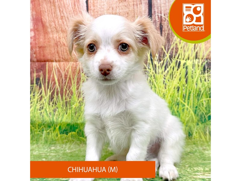Chihuahua - 8022 Image #2