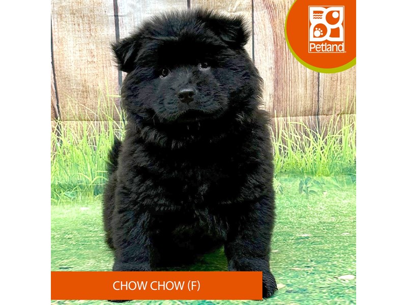 Chow Chow - 8023 Image #2