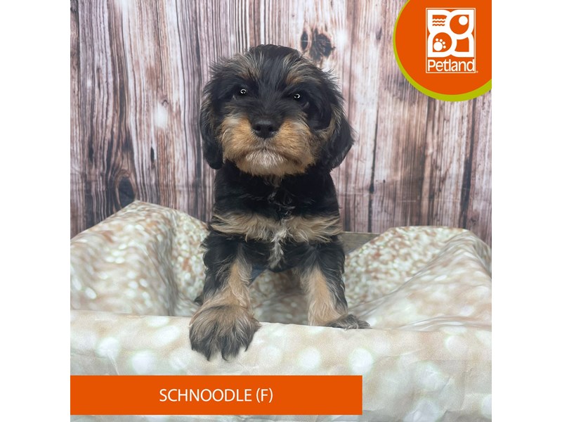Schnoodle - 17806 Image #2