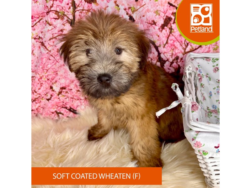 Soft Coated Wheaten Terrier - 2281 Image #2