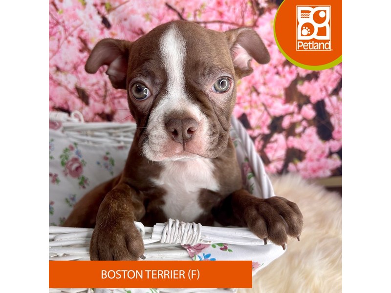 Boston Terrier - 2280 Image #2