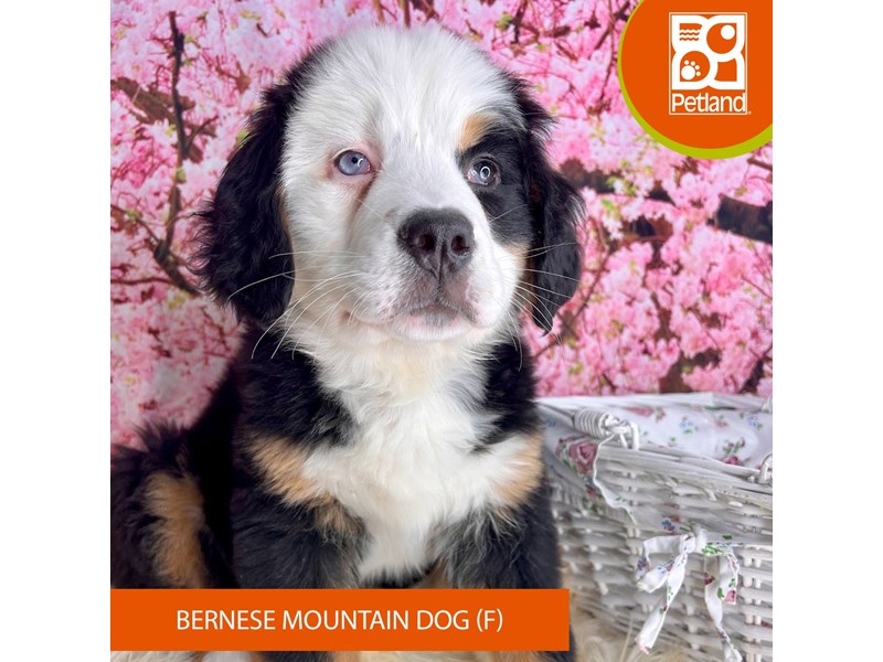 Bernese Mountain Dog - 2278 Image #2