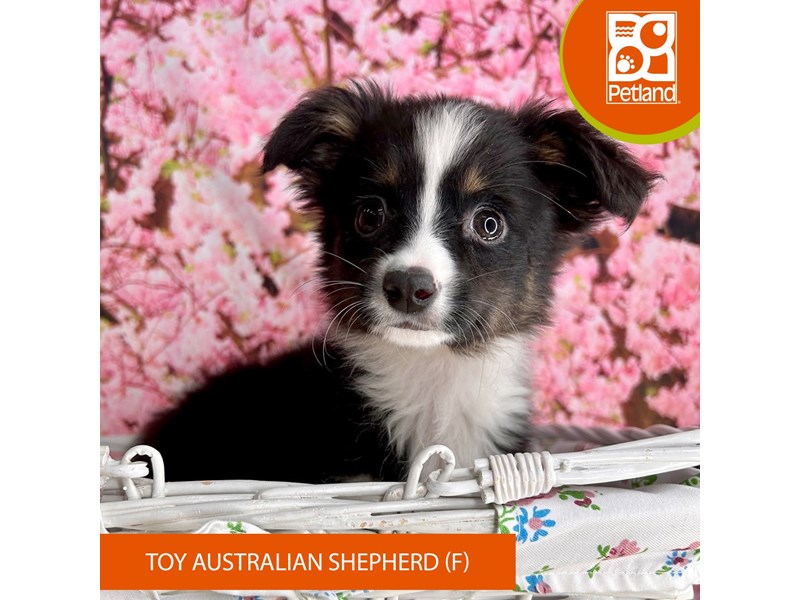 Toy Australian Shepherd - 2277 Image #2