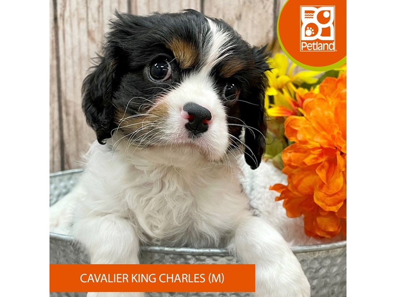 Cavalier King Charles Spaniel - 14495 Image #2