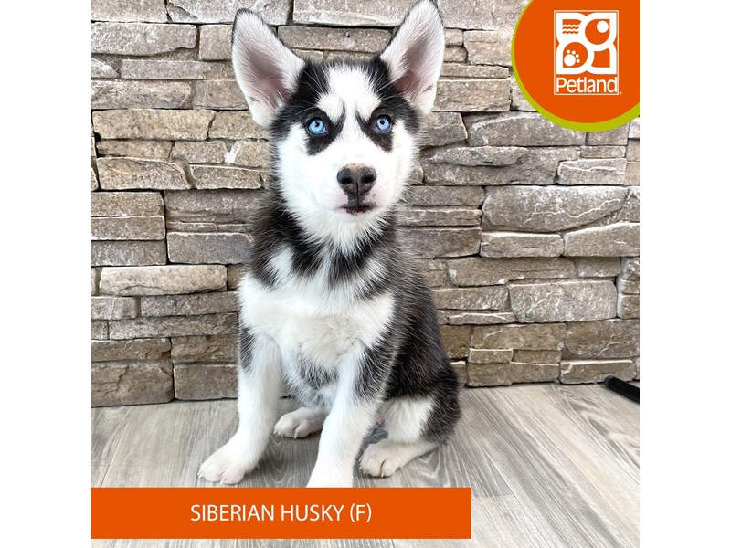 Siberian Husky - 578 Image #2