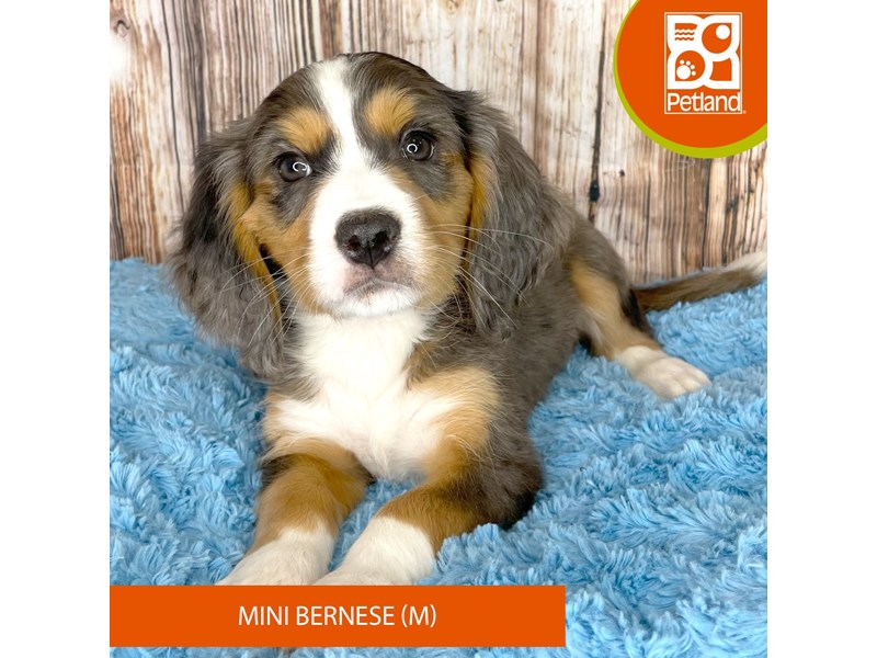 Mini Bernese - 8962 Image #2