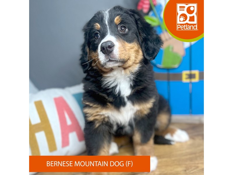 Bernese Mountain Dog - 16663 Image #2