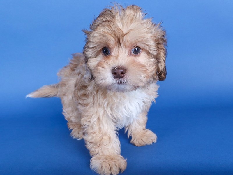 [#13689] Beige Female Shihpoo Puppies For Sale