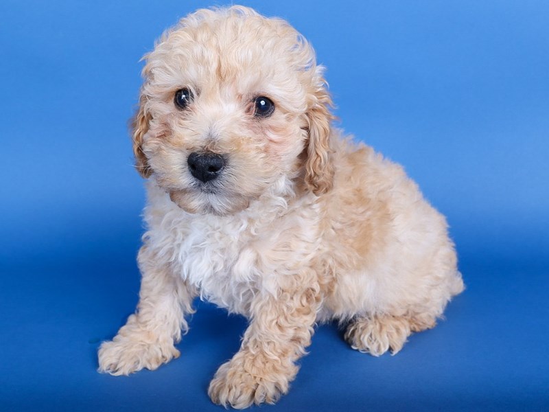 [#13691] Apricot Male Toy Poodle Puppies For Sale #1