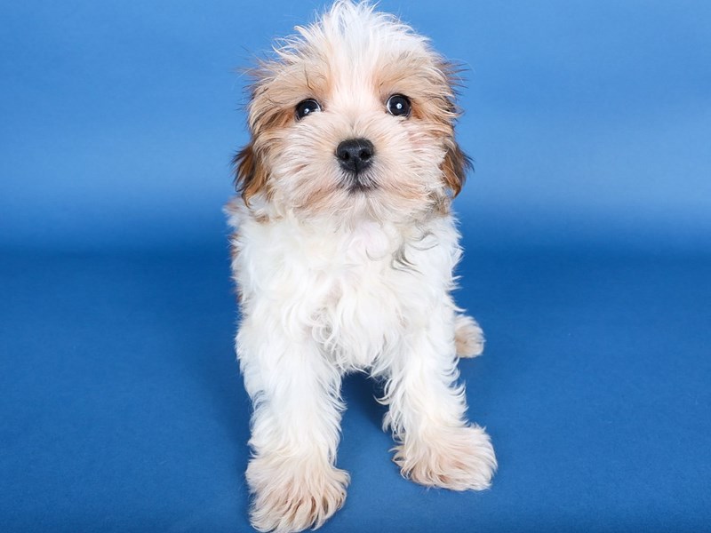 [#13697] Gold/White Female Morkie Puppies For Sale