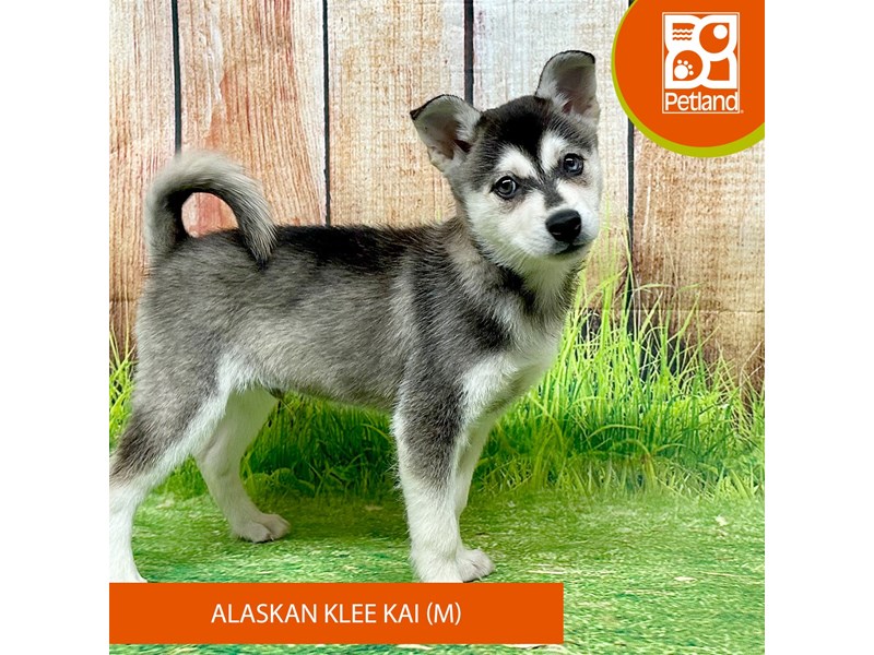 Alaskan Klee Kai - 8043 Image #2