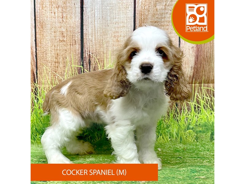 Cocker Spaniel - 8044 Image #2