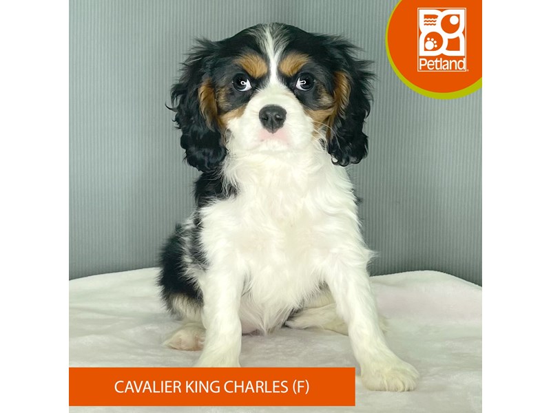 Cavalier King Charles Spaniel - 2476 Image #2