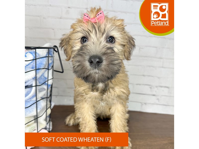 Soft Coated Wheaten Terrier - 3574 Image #2