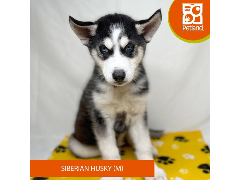 Siberian Husky - 15707 Image #2