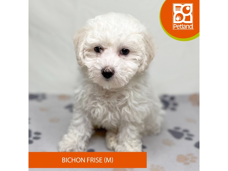 Bichon Frise - 15700 Image #2