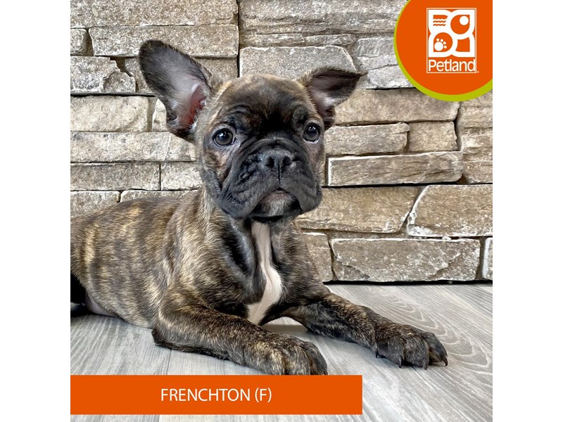 Frenchton - 585 Image #2