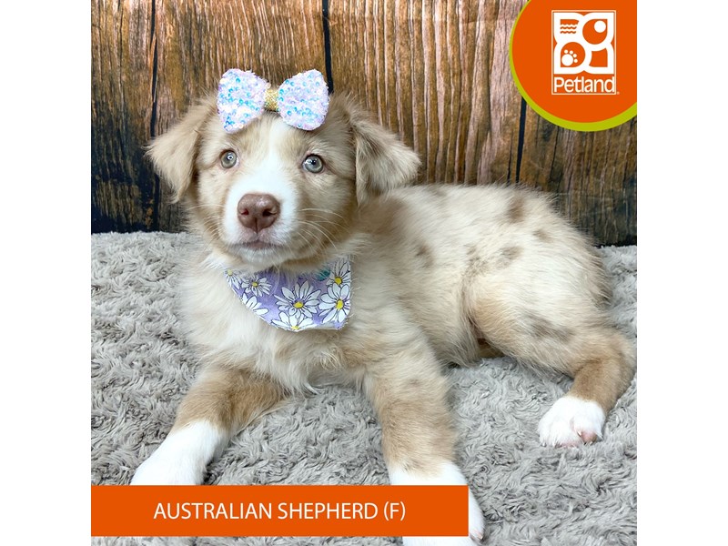Australian Shepherd - 9332 Image #2