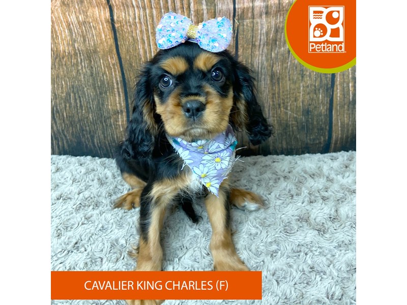 Cavalier King Charles Spaniel - 9329 Image #2