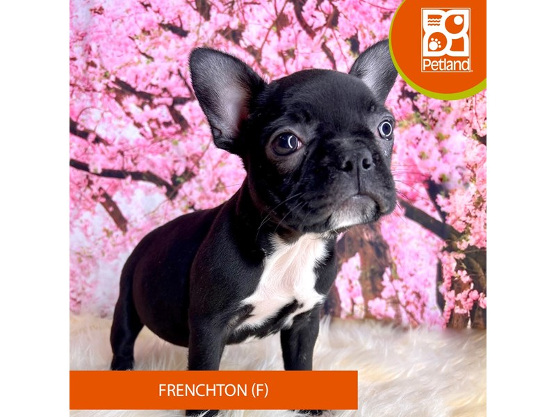 Frenchton - 2284 Image #2