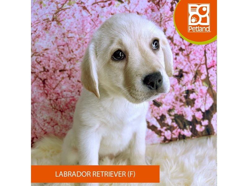 Labrador Retriever - 2287 Image #2