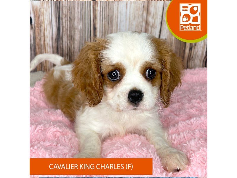 Cavalier King Charles Spaniel - 8978 Image #2