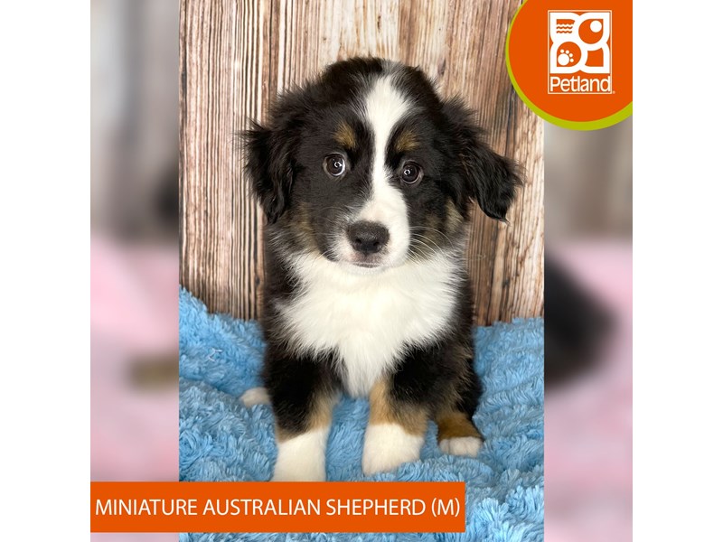Miniature Australian Shepherd - 8976 Image #2