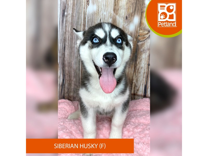 Siberian Husky - 8973 Image #2