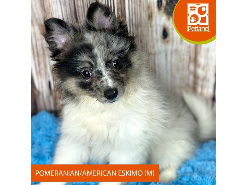 Pomeranian/American Eskimo - 8969 Image #2