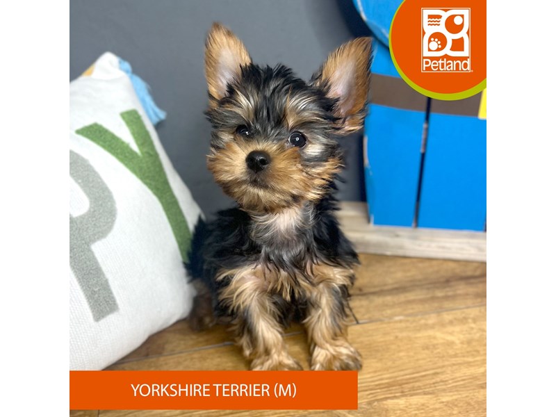 Yorkshire Terrier - 16697 Image #2