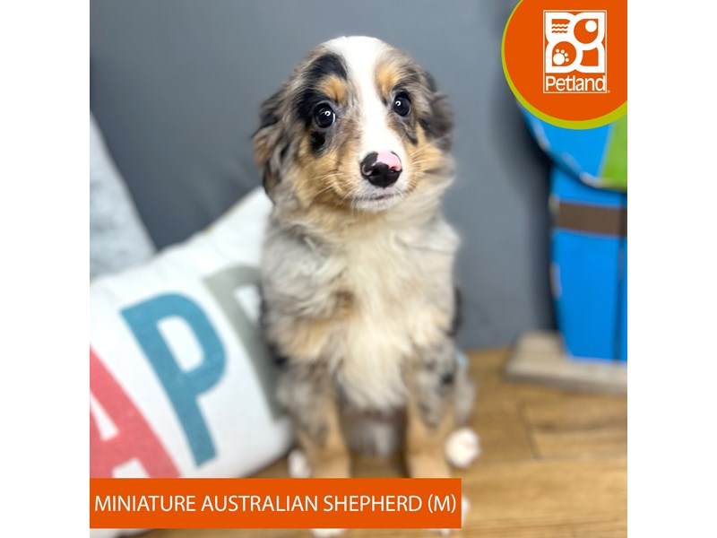 Miniature Australian Shepherd - 16692 Image #2