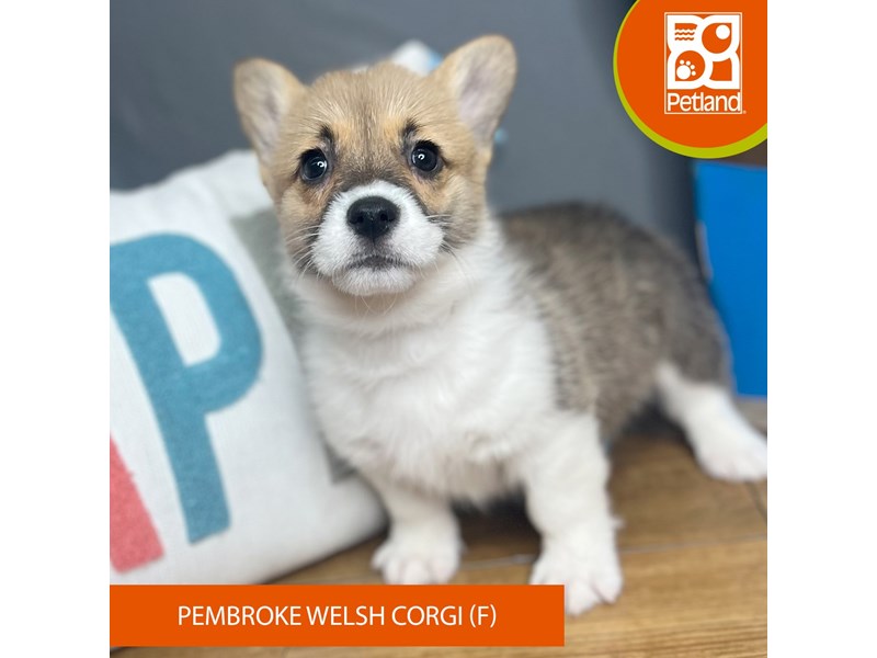 Pembroke Welsh Corgi - 16690 Image #2