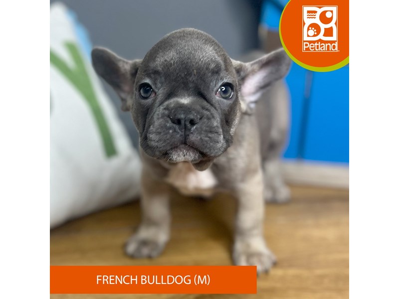 French Bulldog - 16702 Image #2
