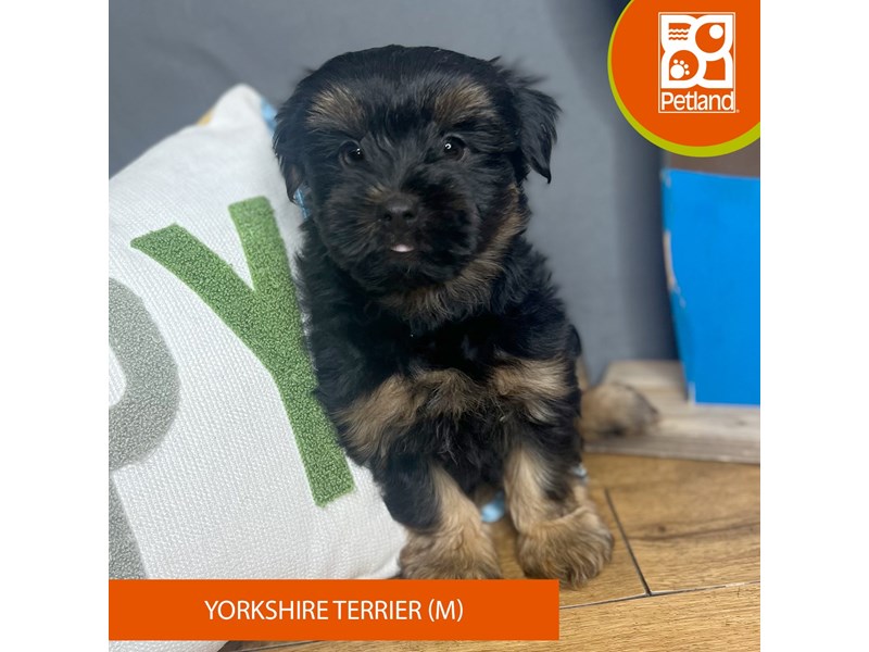 Yorkshire Terrier - 16703 Image #2