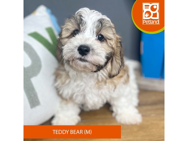 Teddy Bear - 16704 Image #2