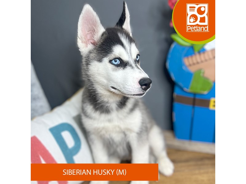 Siberian Husky - 16708 Image #2