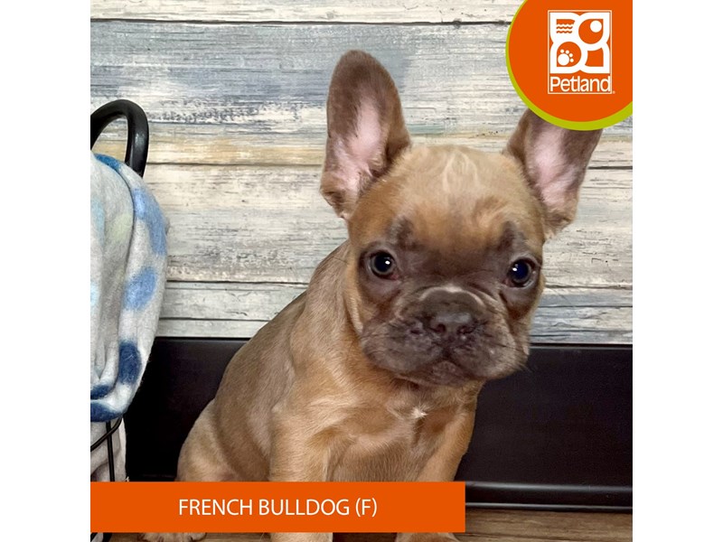 French Bulldog - 2848 Image #2