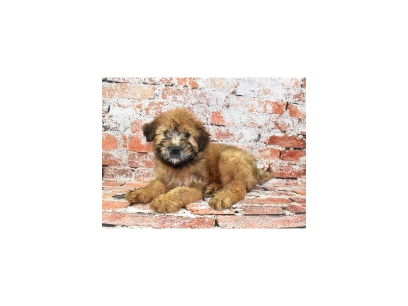 Soft Coated Wheaten Terrier - 26528 Image #2