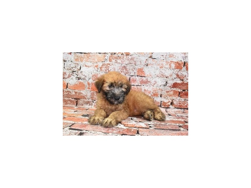 Soft Coated Wheaten Terrier - 26529 Image #2