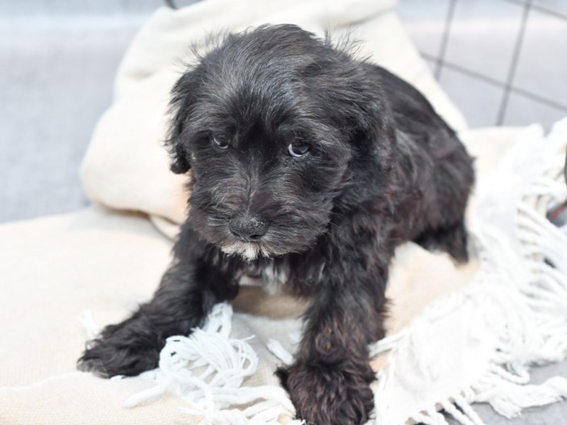 Schnoodle - 36688 Image #2