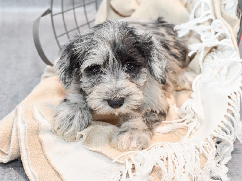 Schnoodle - 36689 Image #3